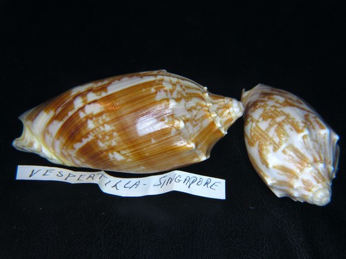 CYMBIOLA VESPERTILIO MITIS: OLD SINGAPORE 84.28MM w/FREE 2nd + ORIGINAL ID CARD!