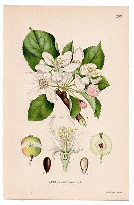 1926 Lindman Botanical Flower Print, Apple Tree (Pyrus malus)