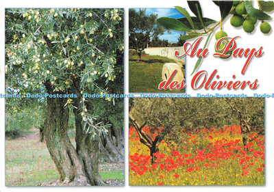 D143909 Au Pays des Oliviers Patrice Aguilar Nanou Diffusion 2007 Multi View