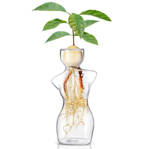 Avocado Propagation Vases for Plants Glass Flower Elegant Female Silhouette A... Opens in a new window or tab