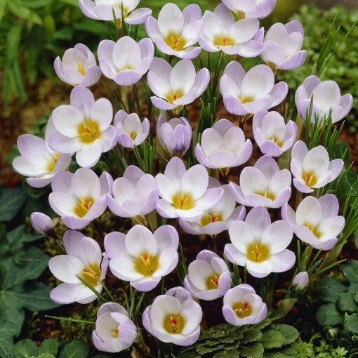 GRAD 10 CROCUS BLUE PEARL FLOWERS BULBS PERENNIALS BEDS & BORDERS FLOWERING PLANTS