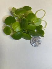 50+ Leaves Amazon Frogbit Buy 2 Get 2 Free Live Floating Plant for Aquar