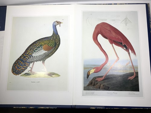 Portafolio de impresión clásica de obras maestras de arte de aves - PARCIAL - 8 de 12 impresiones - Imagen 5 de 8