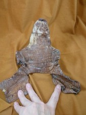  G471-108 7.5" Gator ALLIGATOR hide scrap leather skin piece croc craft supply