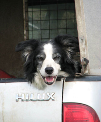 Foto 6x4 Müder Schäferhund Briston\/TG0632 Nach einem harten Tag's Arbeit thi c2009