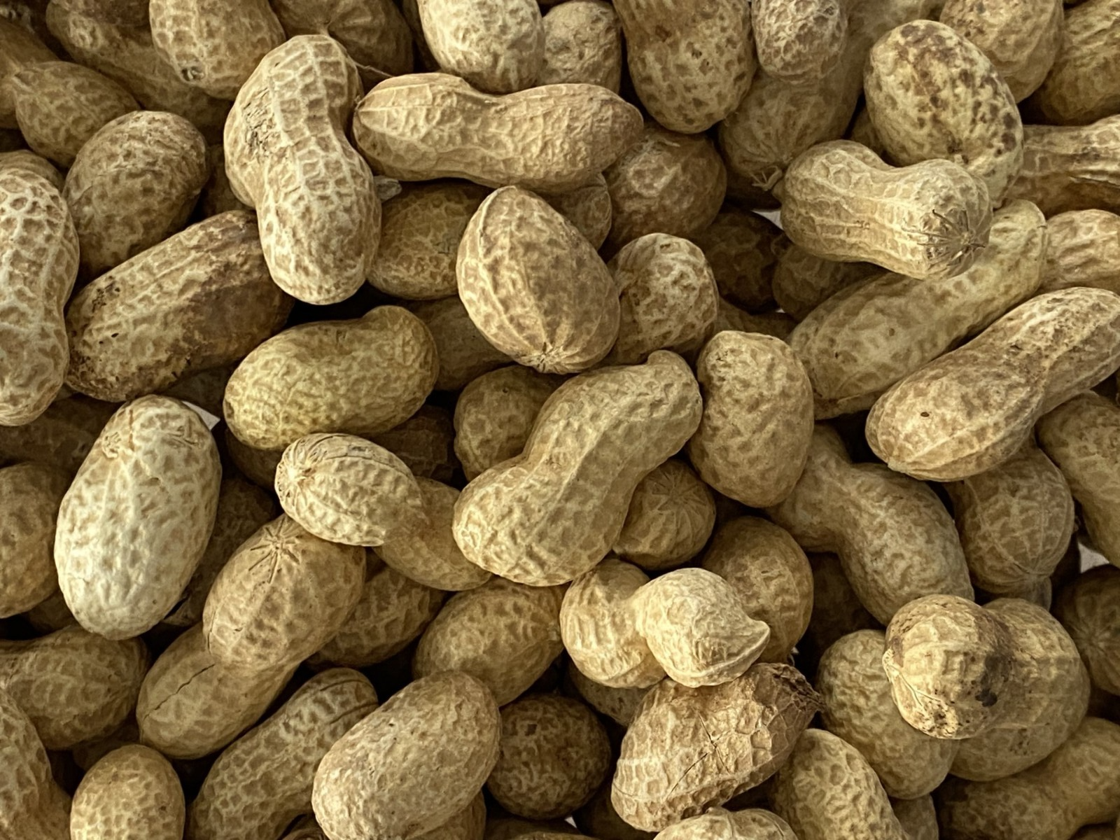 Monkey Shell Peanuts MONKEY NUTS PEANUTS IN SHELLS Wild Bird Squirrel Parrot Food Treat ...