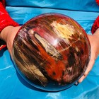 16.45 LB Large Natural Petrified Wood Agate Sphere Crystal Healing Specimen 4067 — photo 2