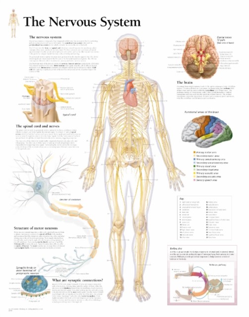 Nervous System Laminated Poster by Scientific Publishing POSTER / WALLCHART