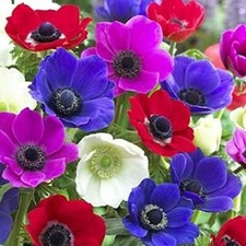 Anemone de Caen bulbs mix colors 12 bulbs 