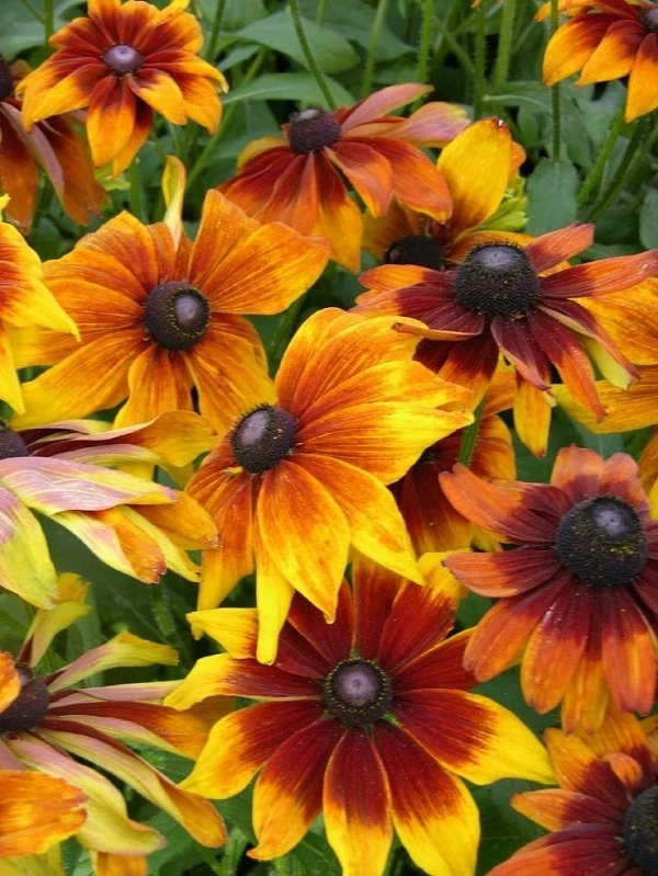Fall Rudbeckia Rudbeckia Autumn Colors