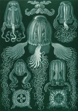 Art Forms in Nature, Cubomedusae : Ernst Haeckel : Archival Art Print