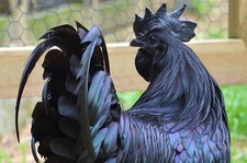 Uova Feconde -  Fertili  Di Razza Pura - AYAM CEMANI -AMROCK- AUSTRALORP -