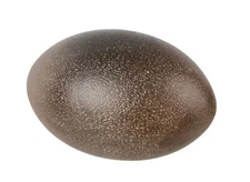 One Emu Egg Empty Eggshell Dry Blown 6" Long