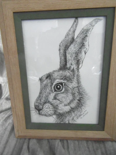 Original pen and ink  drawing of a hare watercolour paper in frame
