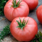 30 PINK BRANDYWINE TOMATO SEEDS heirloomseedguy 2026 NON GMO