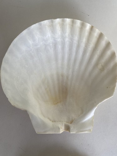 8 Vintage Natural Scallop Sea Shells Craft Decor Japan Large ~ 5" New Old Stock - Picture 11 of 24