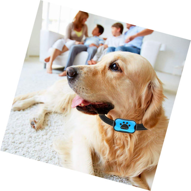 best no shock dog bark collar