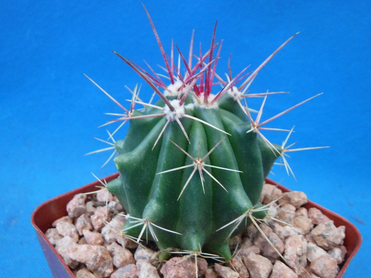 RED Barrel Cactus Ferocactus pringlei/stainseii/pilosus 1 Plant Approx 3-4"  Wide | eBay