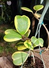 Hoya Kerrii variegata Sweetheart plant in 6" Pot 13" Tall 10" Wide — photo 3