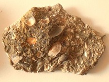 Schöne Stufe Sternberger Gestein (1074) Schau mal durch !