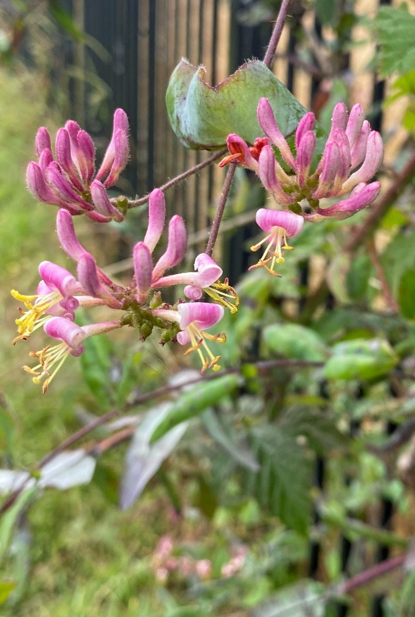 photinia lasiogyna Red-Leaf Photinia Hedge Shrub main image 1