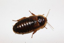 20 Young and Healthy Adult Female Dubia Roaches  10 Overcount Roaches