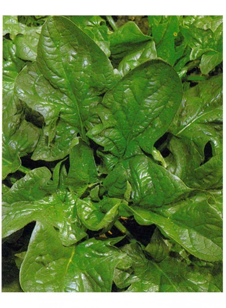 ORGANIC SPINACH - GIANT WINTER - 8000 SEEDS BULK