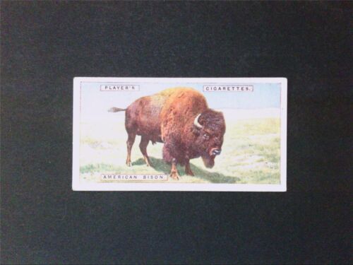 BISON WISENT BUFFALO ANIMALS ANIMALS - VERY OLD COLLECTIBLE c6797 - Picture 1 of 2