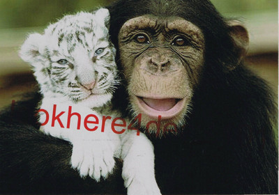 White Tiger Monkey Photo 5x7 Animal Lovers Pets Cute Memorabilia
