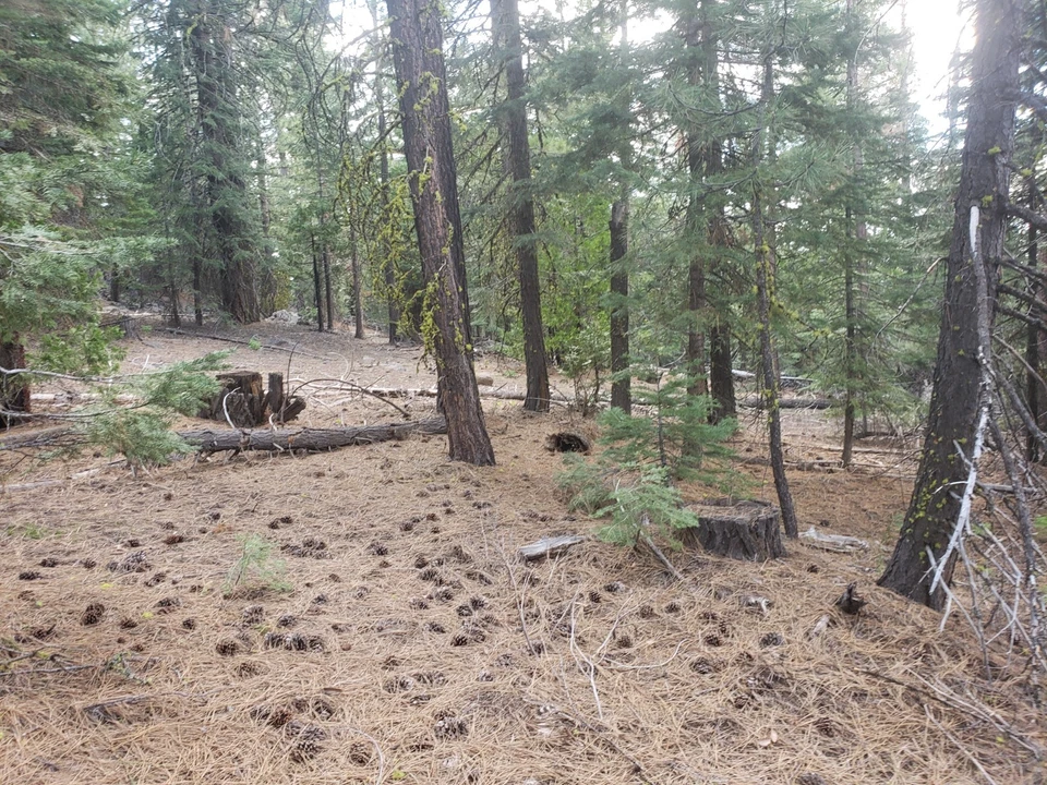 MONTAÑA CALIFORNIA 1 ACRE CON PINOS PONDEROSA Foto 4 de 4