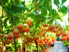 3ft-3.5ft inc. pot Japanese Pagoda Bush - Enkianthus campanulatus 7.5litre