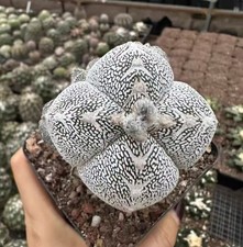 vaso 10 cm Astrophytum myriostigma 'Onzuka' WYSIWYG radice propria