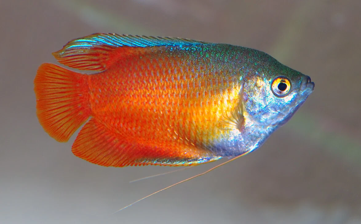 Tropical fish dwarf gourami sales