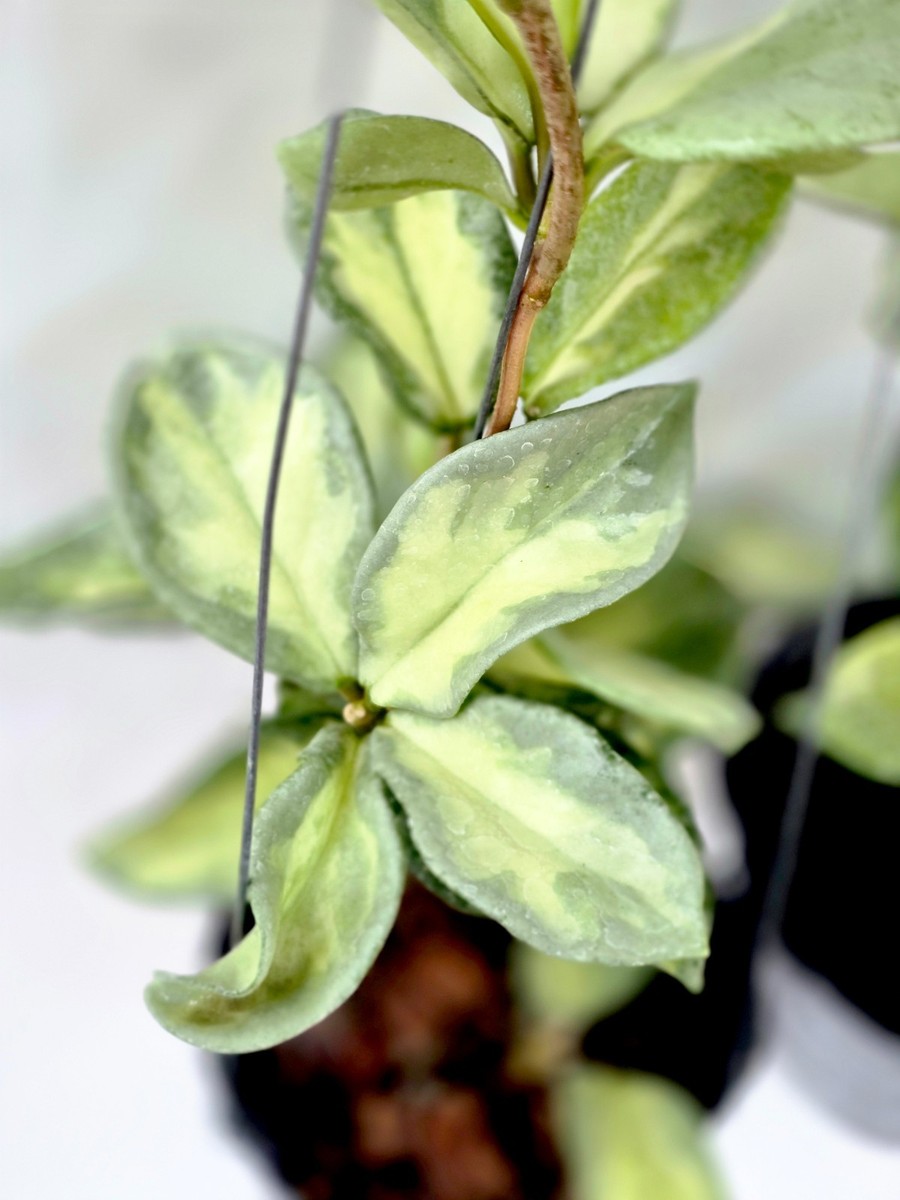 Hoya carnosa argentea princess [2n16a006] 2 pots, 2 plants, 10-12