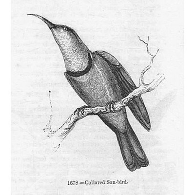 VÖGEL Halsband Sonnenvogel - antiker Druck 1856