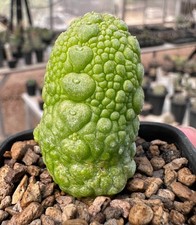 Pseudolithos migiurtinus x dodsoniana fr se-ed E may develop into beautiful clum