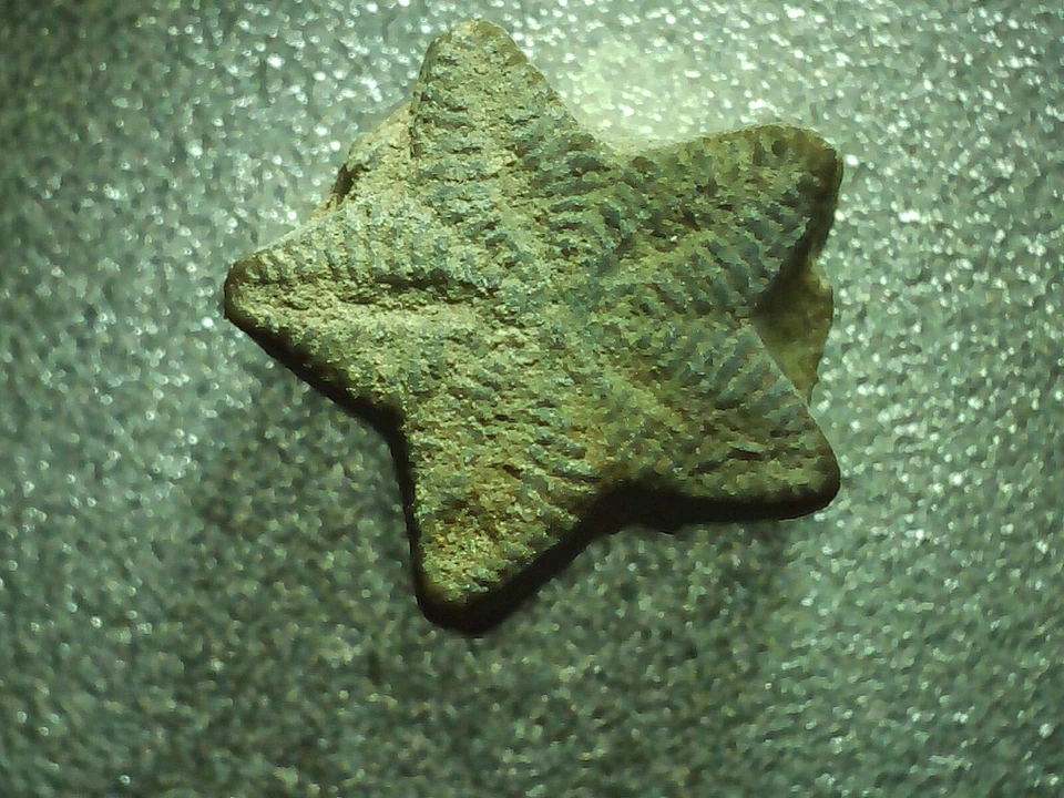 Fósil Estrella Crinoide - 30 piezas - Monedas de hadas - Gran regalo para coleccionistas Foto 4 de 4