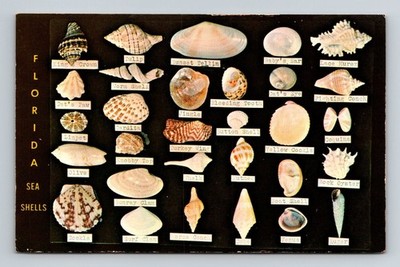Florida Sea Shells Postcard - Dodson's Shell Shop Display - Ted Lagerberg Photo