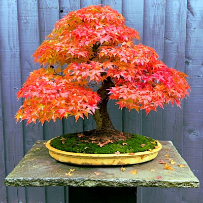RED SUNSET* Japanese Maple (Acer rubrum) Tree Seeds, Landscaping or Bonsai  | eBay