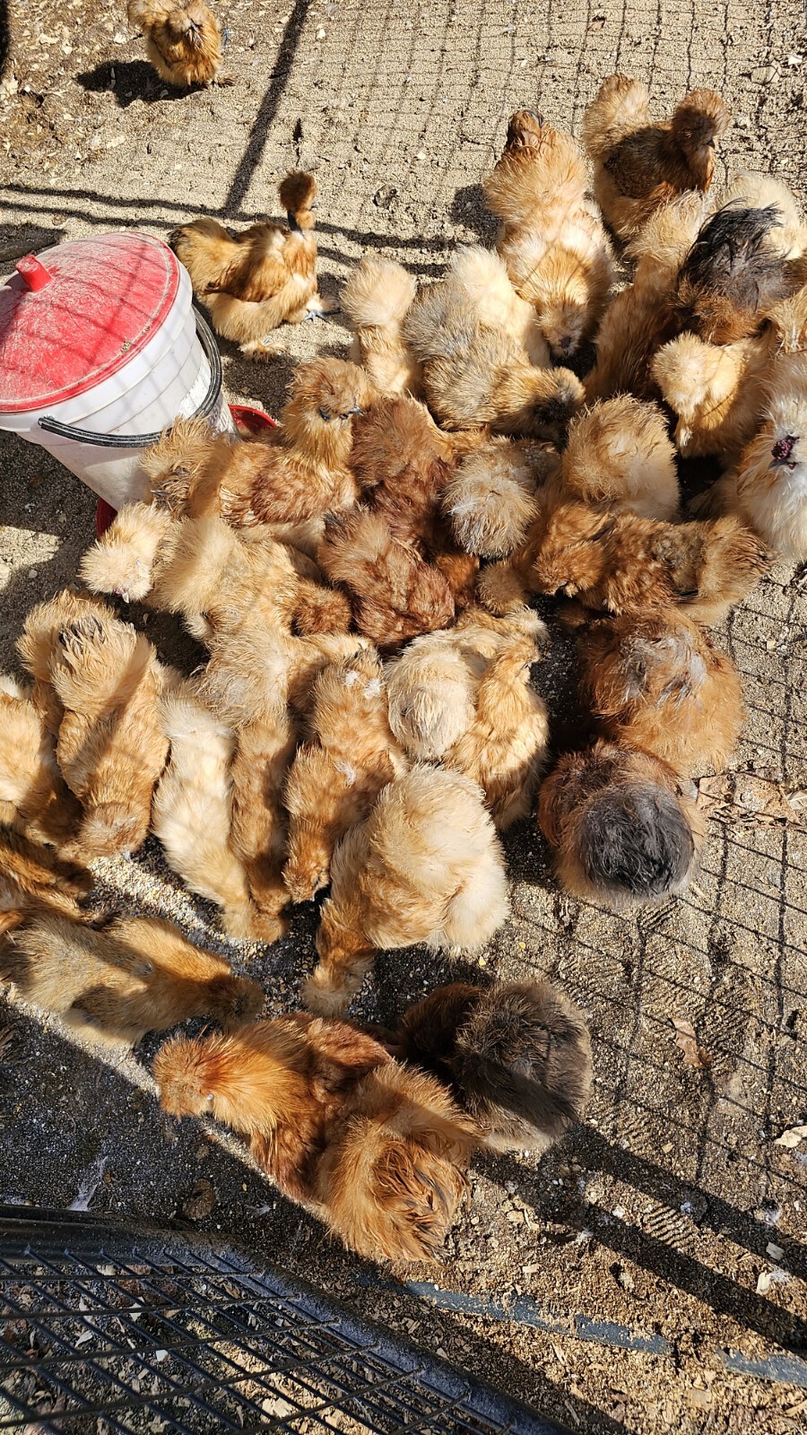 12+ Chocolate,Buff/Red,Partridge/Grey,Paint Silkie Hatching Eggs NPIP