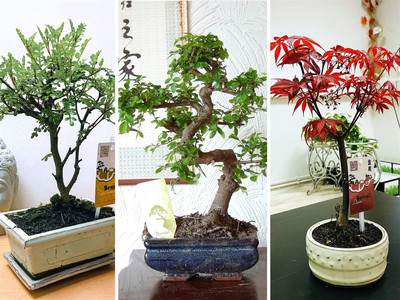 Traditional Forest Bonsai Tree @ Pot Chinese Elm Ginseng Outdoor Garden  Plant | eBay