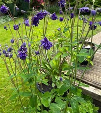 Aquilegia Blue Barlow Double Blue Columbine Hardy Perennial 2x10 cm
