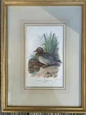 A. Thorburn Framed Chromolithograph 1885-1897 Garganey Summer Teal Greve Berlin
