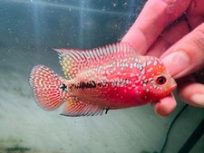 Small Size Male Red Kamfa Classic F2 Flowerhorn Size 6-7cm - PNPV