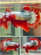 Male Betta Live Fish - Red Copper Fancy HMPK - LV206 - High Quality A++