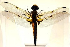 2.9 Real Dragonfly in Crystal Clear Lucite Re...