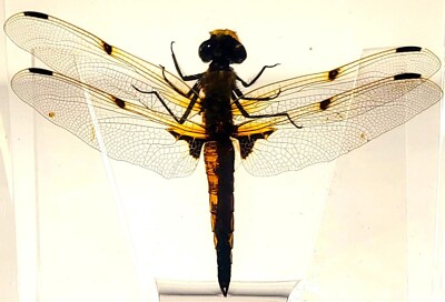 2.9'' Real Dragonfly in Crystal Clear Lucite Resin Science Education Specimen