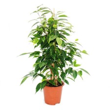Exotenherz - Ficus benjamini "Anastasia", Birkenfeige 14cm