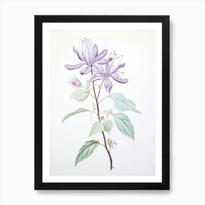 Geißblatt Blume Vintage Botanica gerahmtes Wandbild Poster Leinwanddruck Bild