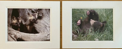2 Wildlife Photographs Signed by Doug Betzold